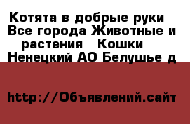 Котята в добрые руки - Все города Животные и растения » Кошки   . Ненецкий АО,Белушье д.